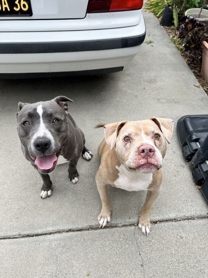 My Adorable Dog Turns 1 (12 Pics)