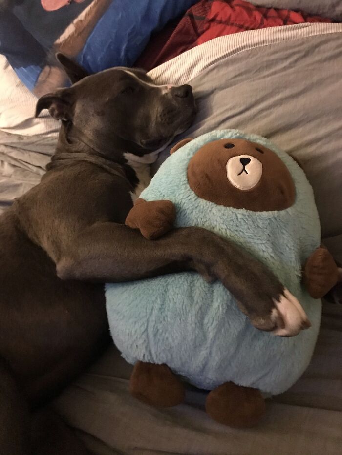 My Adorable Dog Turns 1 (12 Pics)