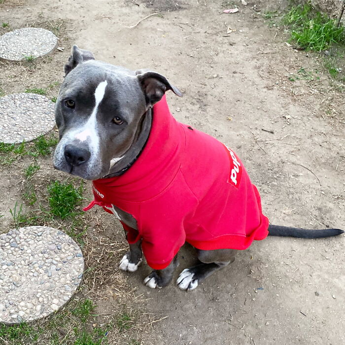 My Adorable Dog Turns 1 (12 Pics)