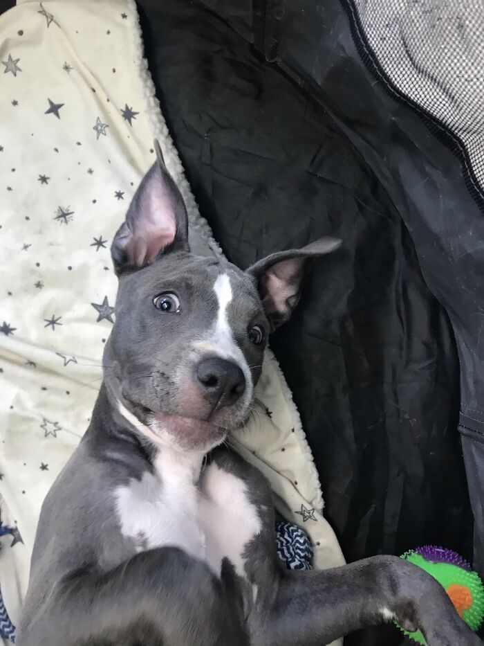 My Adorable Dog Turns 1 (12 Pics)