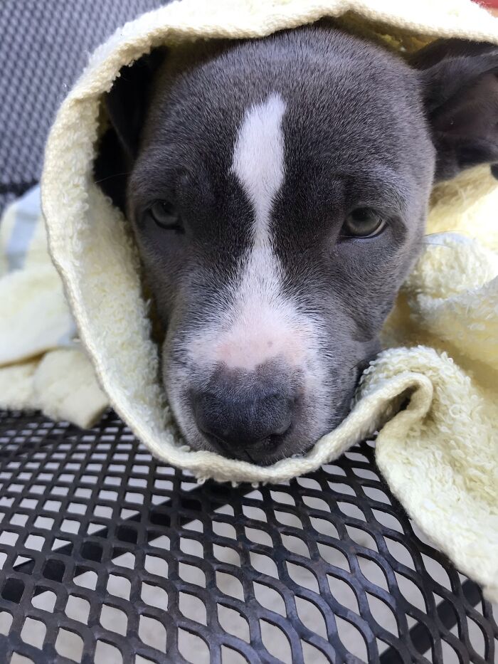 My Adorable Dog Turns 1 (12 Pics)