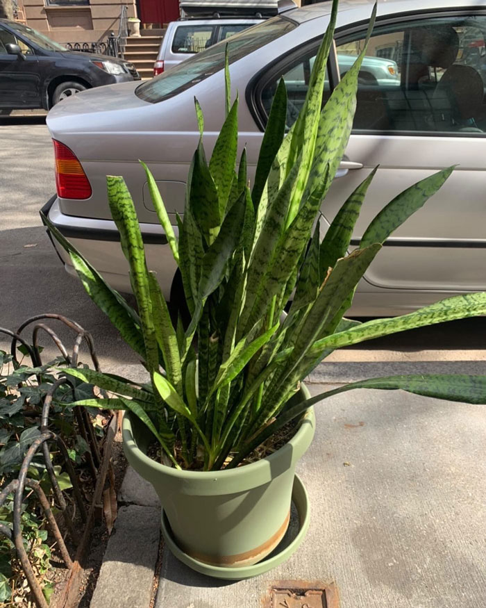 Moving And Needs A Rescue! W 22nd St Between 9th And 10th Ave