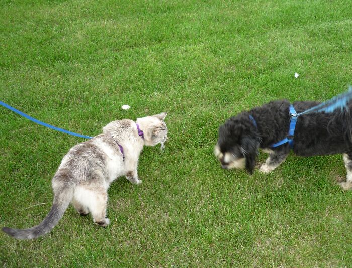 I've Never Had A Dog, But I Once Had A Cat Who Had A Dog Friend On Our Street