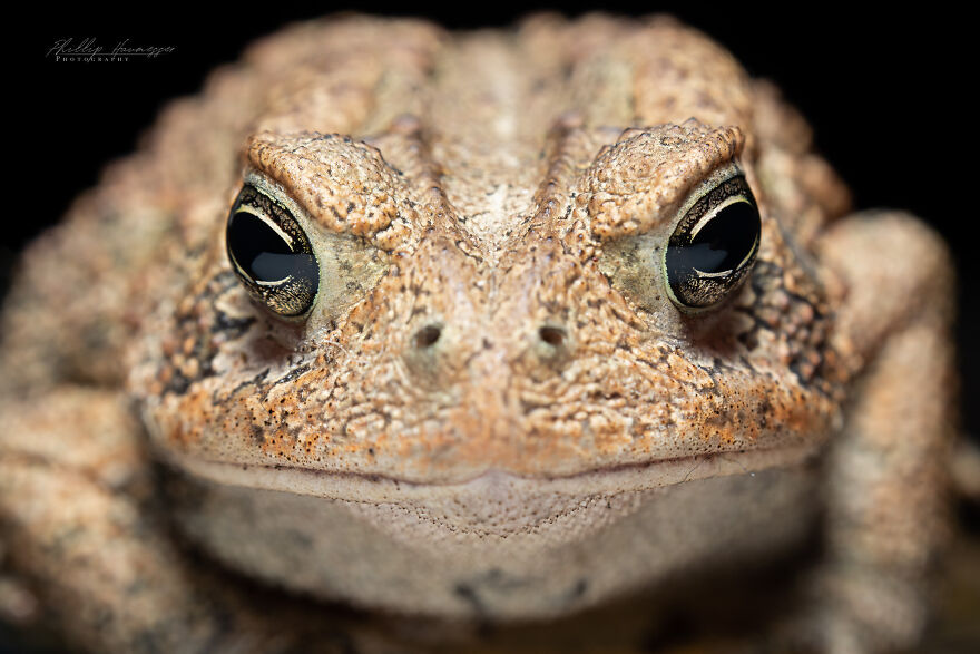 16 Photos Taken With My Homemade Macro Lens, And How To Make Your Own 16 Photos Taken With My Homemade Macro Lens, And How To Make Your Own