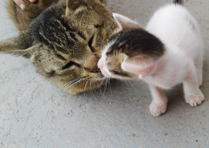 This Is Little Daisy With Her Mamaa When She Was 2 Months.
