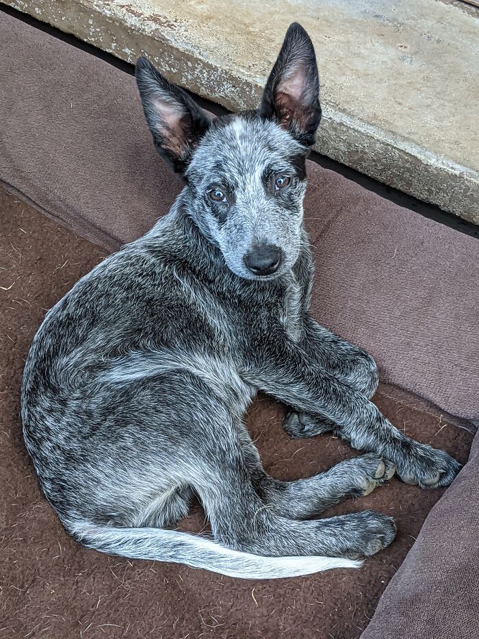 My Mom's Doggo Blue Is The Smartest Pupper Now. Total Escape Mastermind And Chaotic Troublemaker