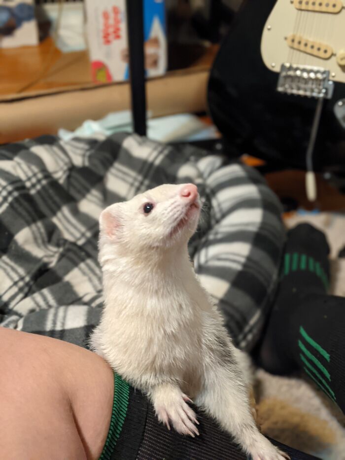 Wally, Waardenburg Syndrome, Profoundly Deaf Among Other Issues.