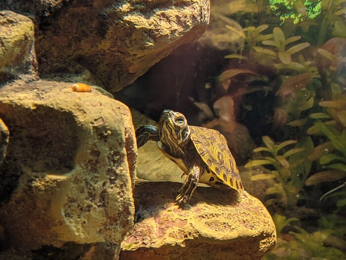 Here's Lucky As A Hatchling!