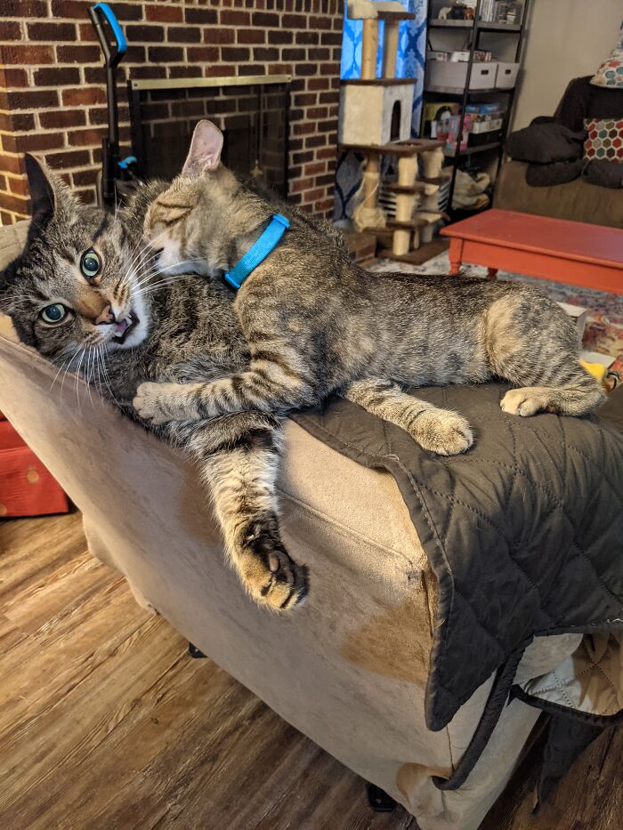 Aisling (Kitten) With Riley