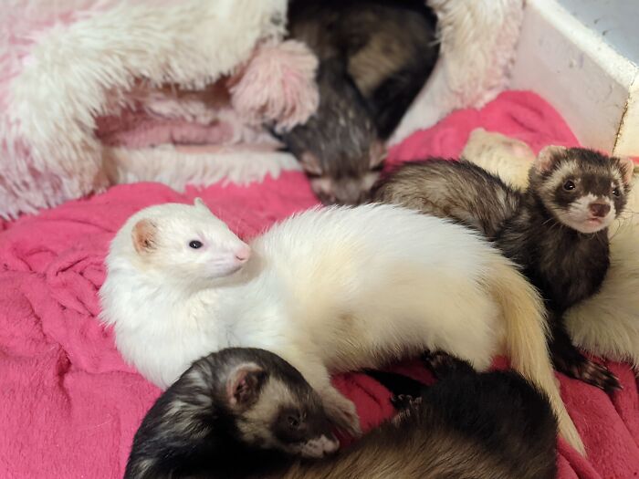 The Ferret Pile, No Contest