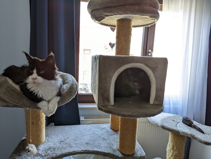 Evolet (Tuxedo) And Xandria (Hiding In Her Cave). "Rescued" In The Sense Of Their Human Mum Couldn't Keep Them And Didn't Find Anyone Trustworthy Who Would Take Them