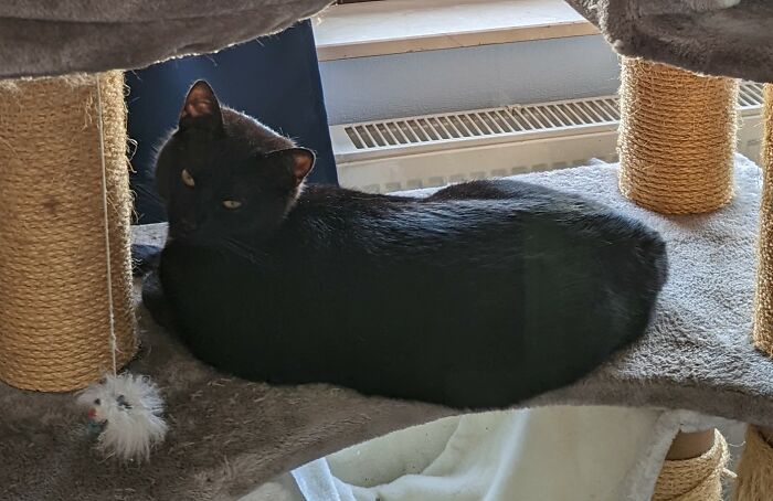 Marley, Got Him From The Shelter When He Was 5 Months Old.