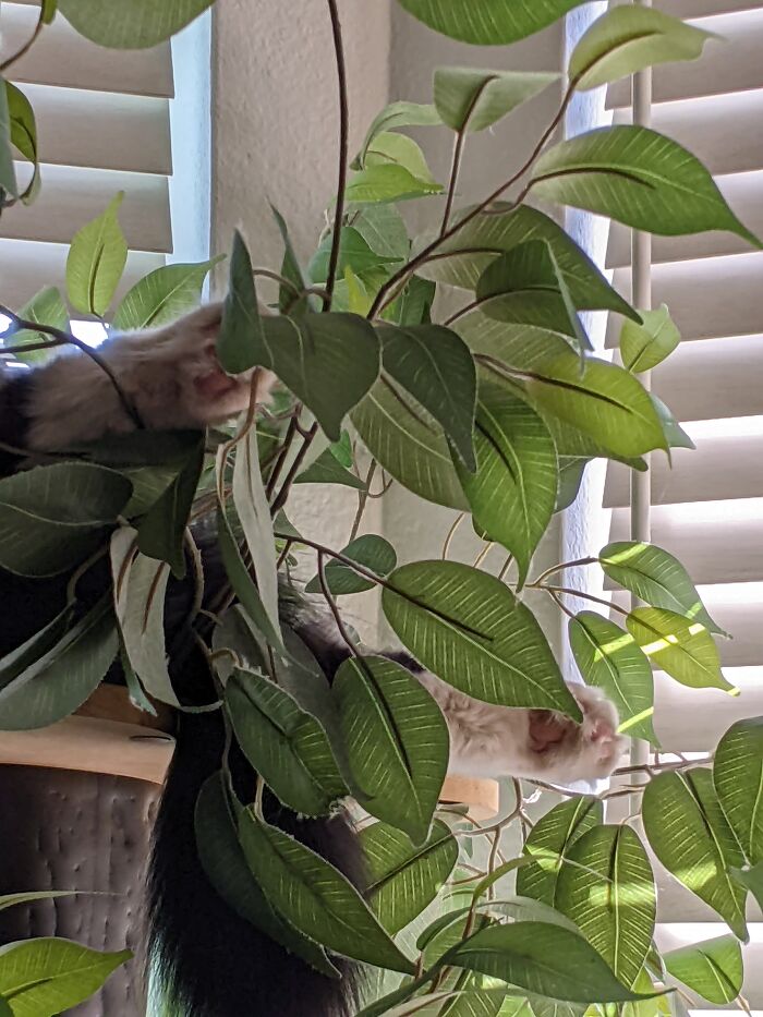 Horatio After A Long Day