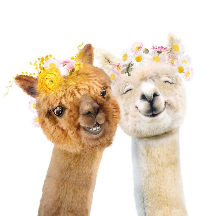 Painting Botanical Animals Are My Thing. Lola Design