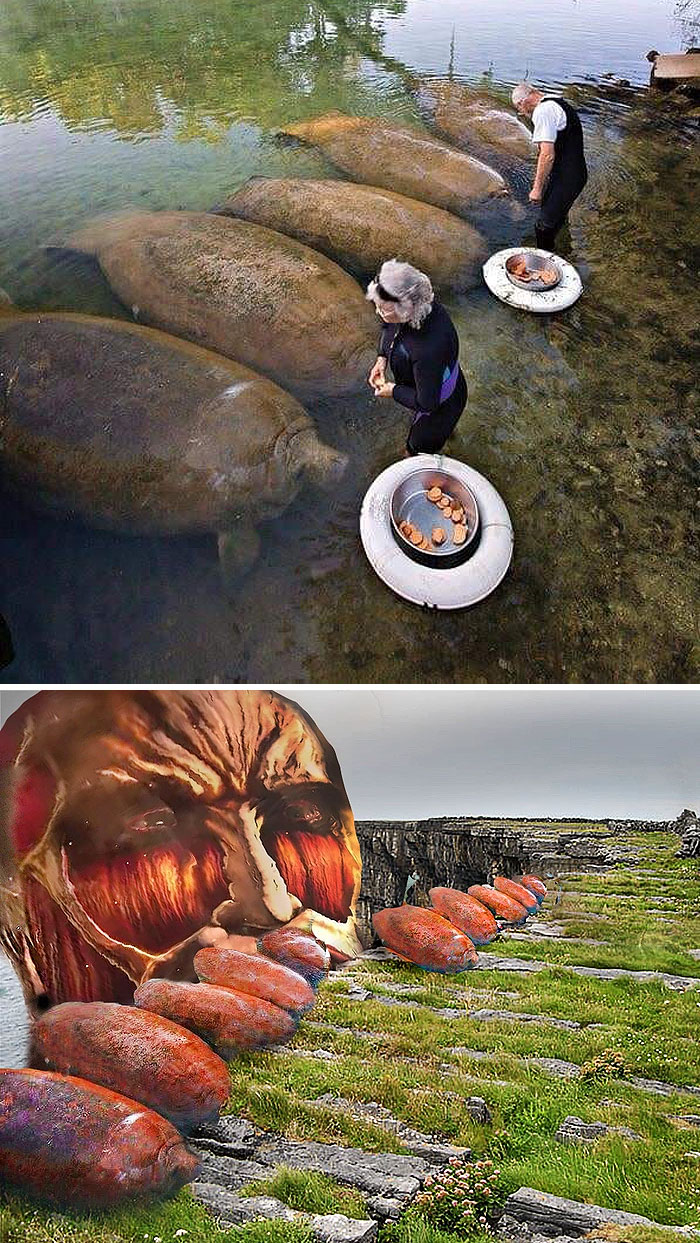 Feeding The Manatees