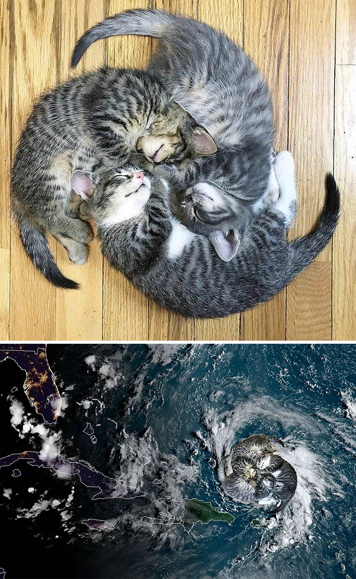 These Three Cats Sleeping