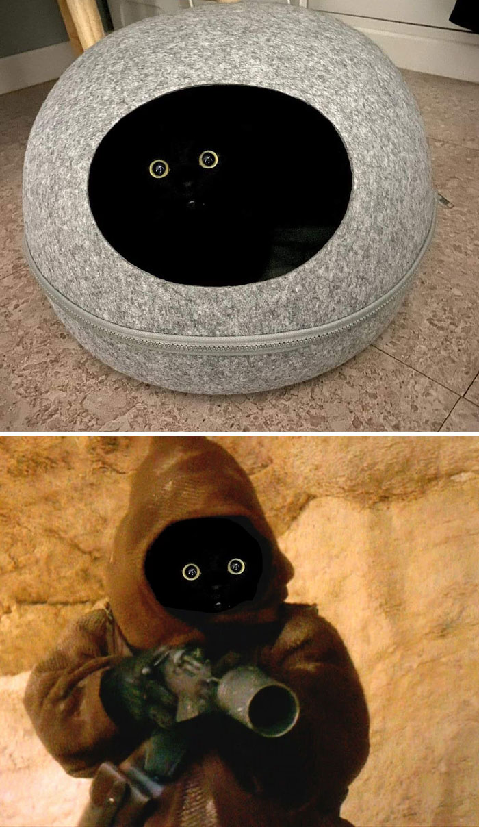 Black Cat In Darkness