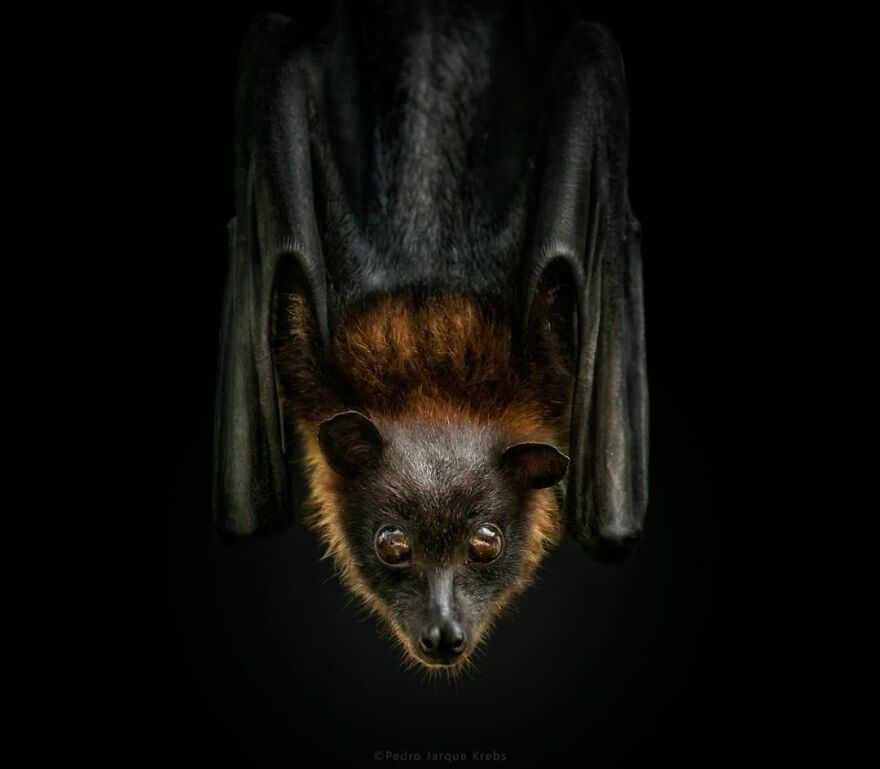 Photographer Takes Stunning Portraits Of Wild Animals