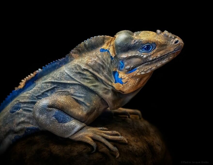 Photographer Takes Stunning Portraits Of Wild Animals