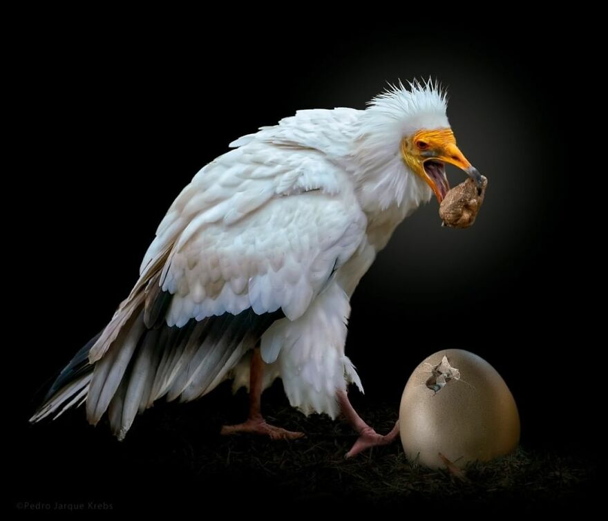 Photographer Takes Stunning Portraits Of Wild Animals