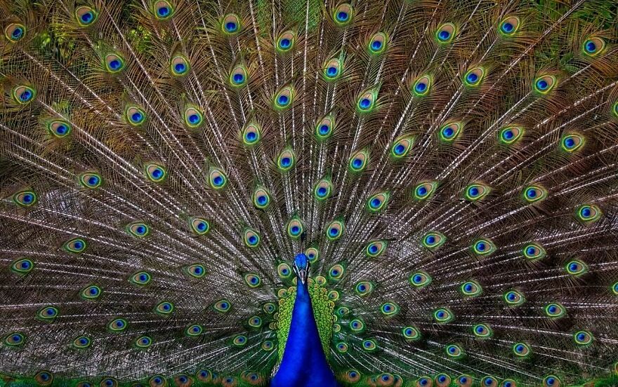 Photographer Takes Stunning Portraits Of Wild Animals