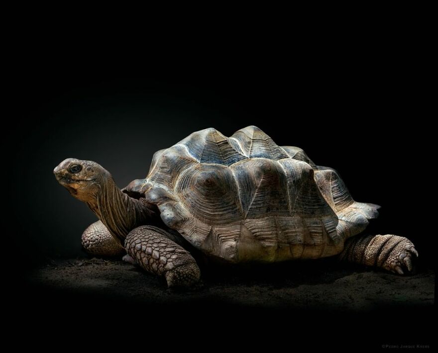 Photographer Takes Stunning Portraits Of Wild Animals