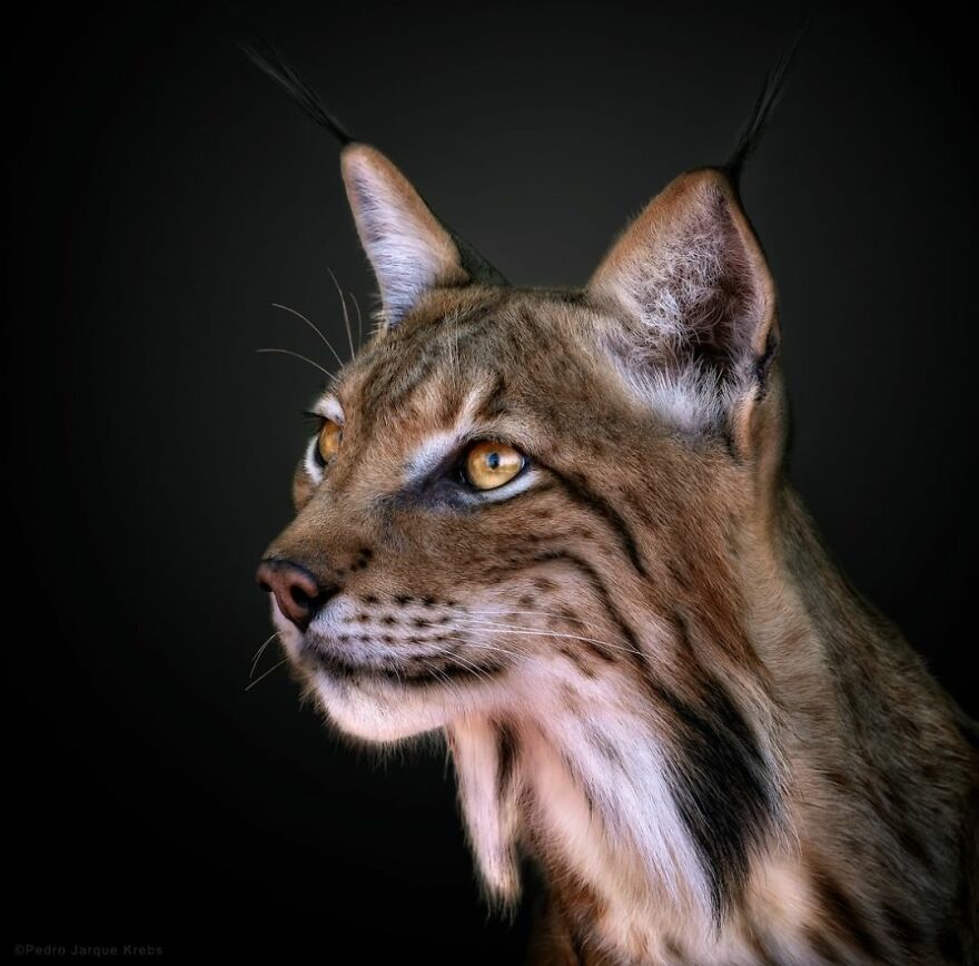 Photographer Takes Stunning Portraits Of Wild Animals