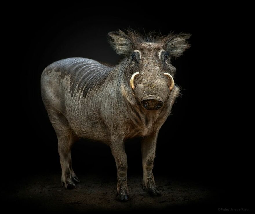 Photographer Takes Stunning Portraits Of Wild Animals