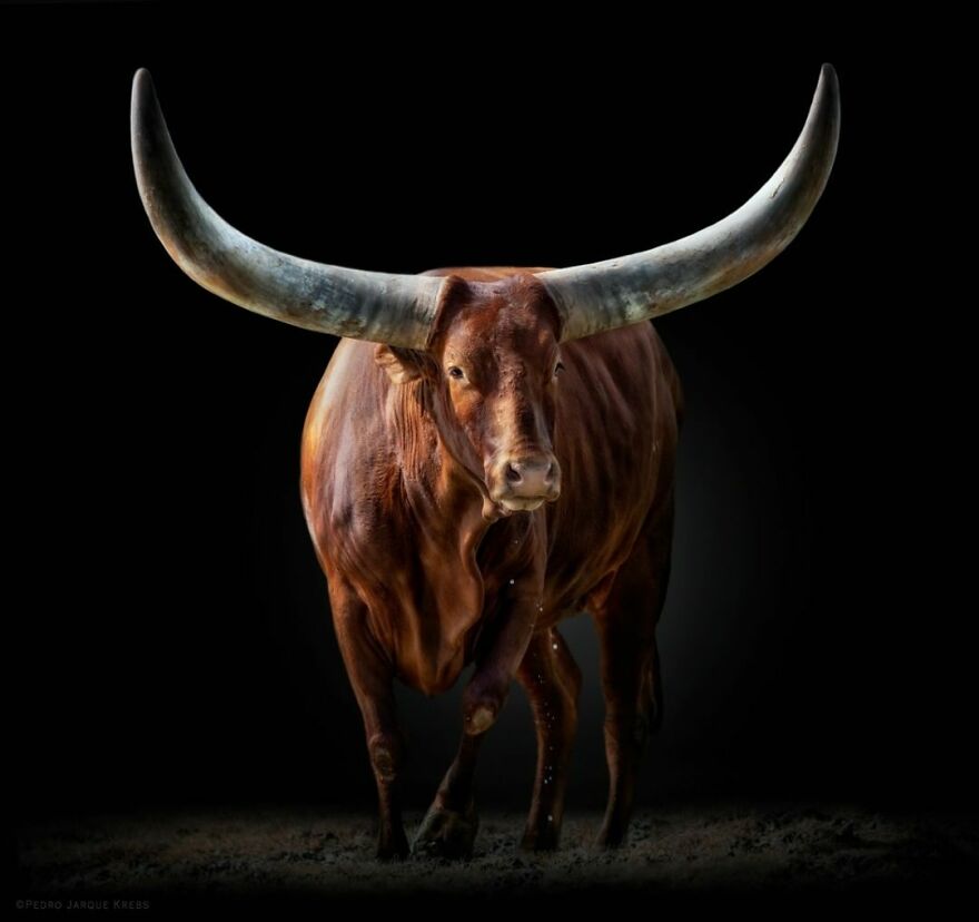 Photographer Takes Stunning Portraits Of Wild Animals