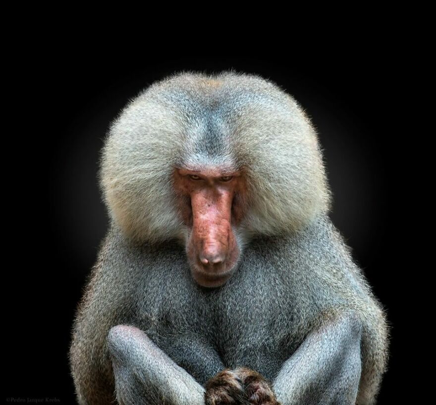 Photographer Takes Stunning Portraits Of Wild Animals