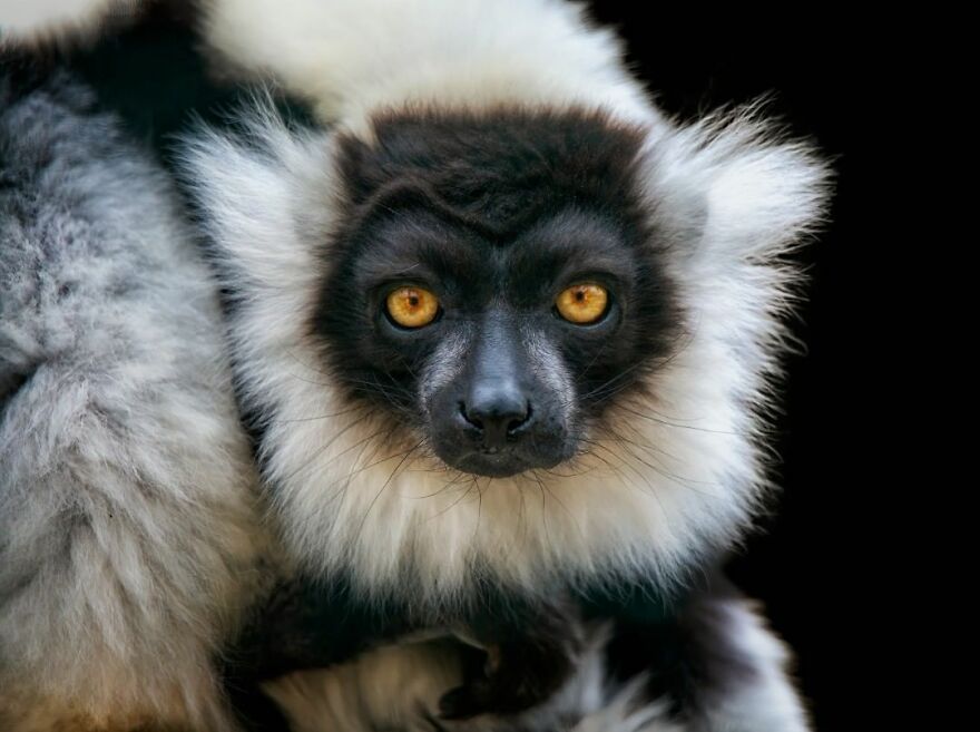 Photographer Takes Stunning Portraits Of Wild Animals