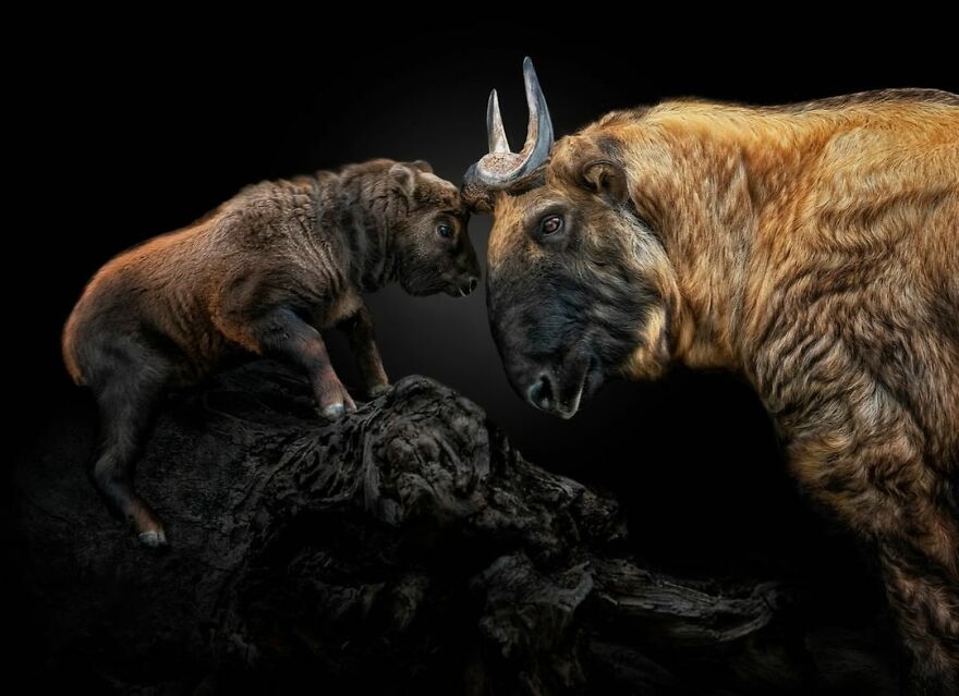 Photographer Takes Stunning Portraits Of Wild Animals