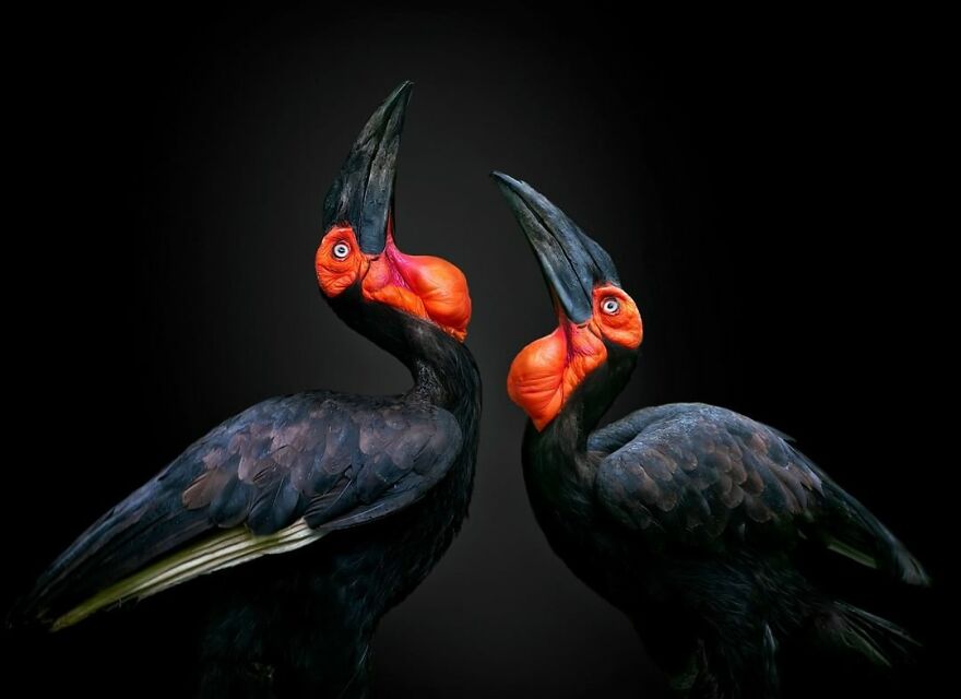 Photographer Takes Stunning Portraits Of Wild Animals