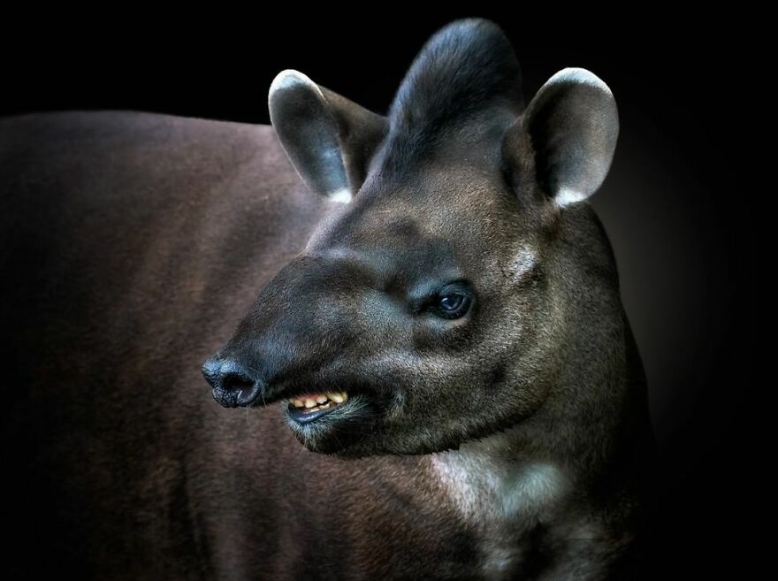 Photographer Takes Stunning Portraits Of Wild Animals