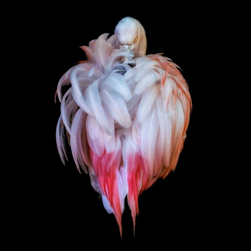 Photographer Takes Stunning Portraits Of Wild Animals