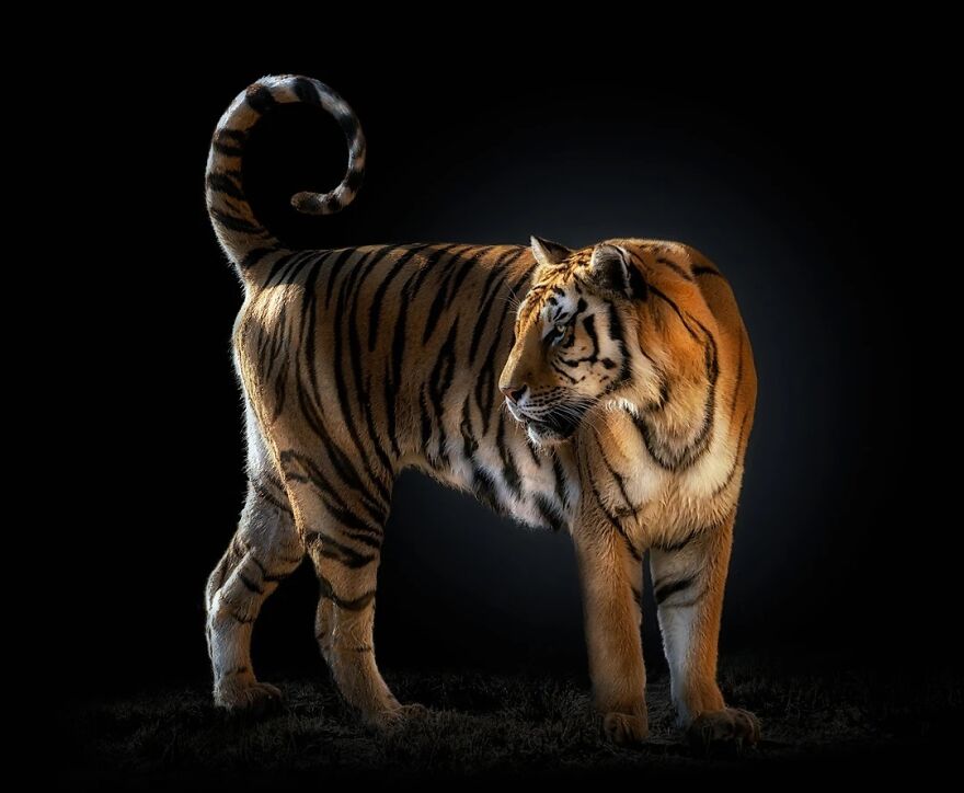 Photographer Takes Stunning Portraits Of Wild Animals