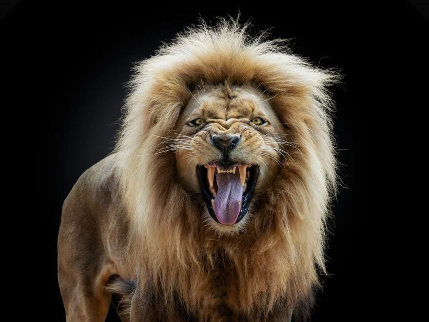 Photographer Takes Stunning Portraits Of Wild Animals
