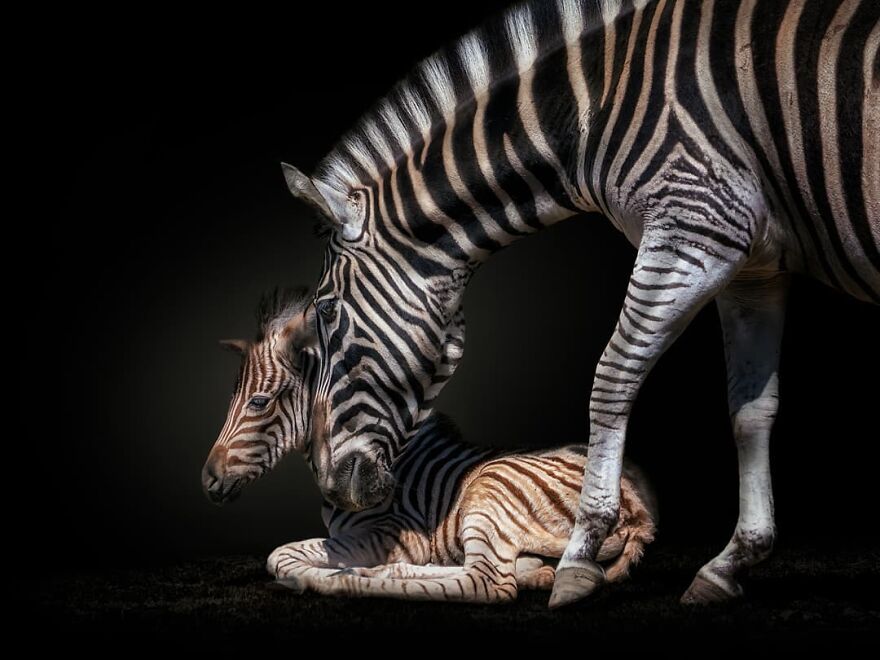 Photographer Takes Stunning Portraits Of Wild Animals