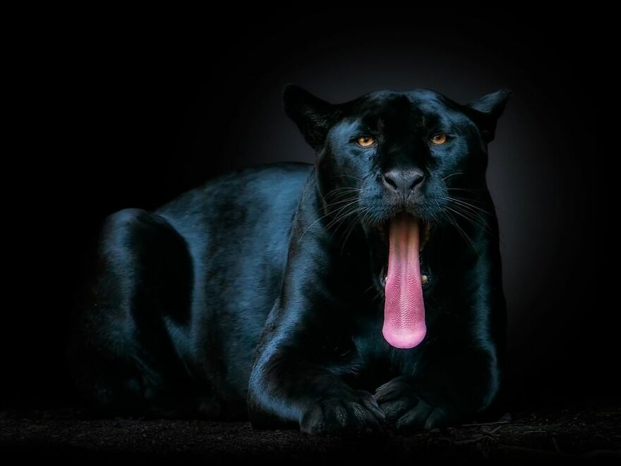 Photographer Takes Stunning Portraits Of Wild Animals