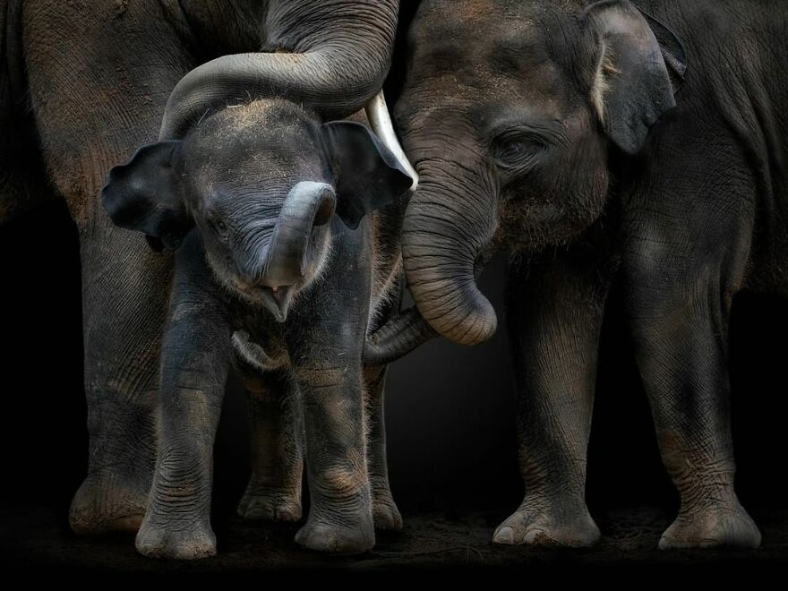 Photographer Takes Stunning Portraits Of Wild Animals