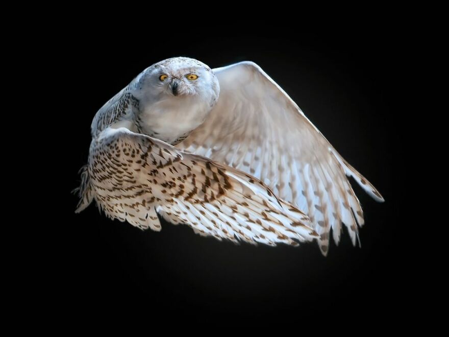 Photographer Takes Stunning Portraits Of Wild Animals