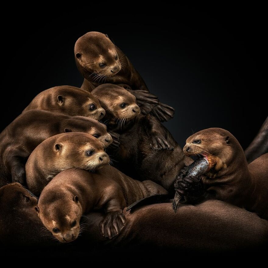 Photographer Takes Stunning Portraits Of Wild Animals