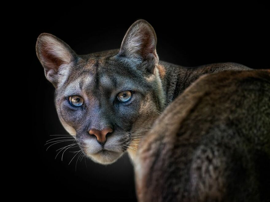 Photographer Takes Stunning Portraits Of Wild Animals