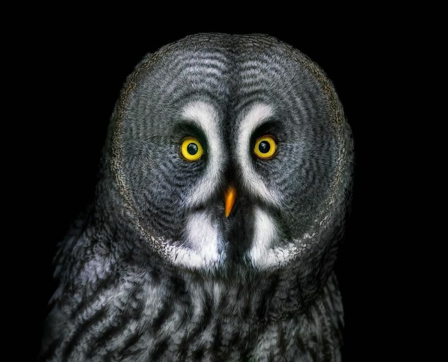 Photographer Takes Stunning Portraits Of Wild Animals