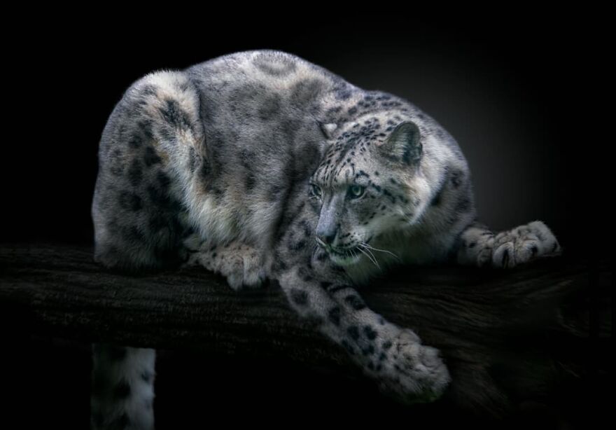 Photographer Takes Stunning Portraits Of Wild Animals