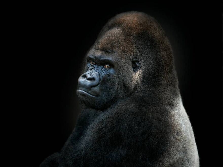 Photographer Takes Stunning Portraits Of Wild Animals