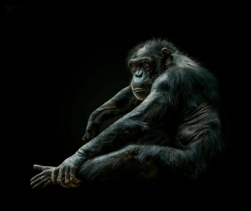 Photographer Takes Stunning Portraits Of Wild Animals