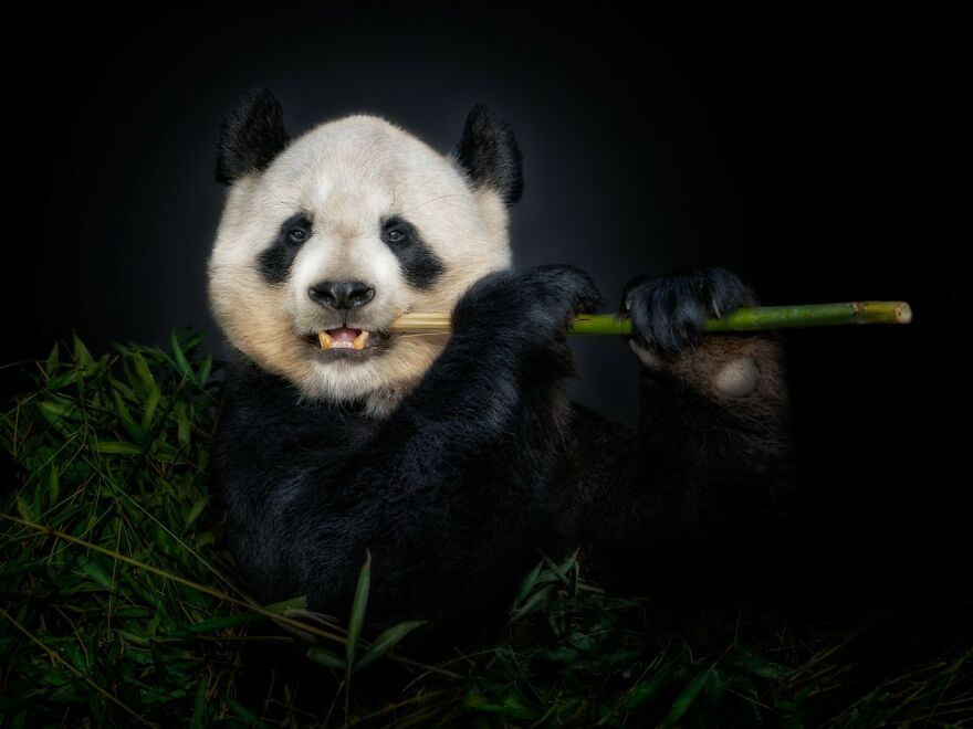 Photographer Takes Stunning Portraits Of Wild Animals