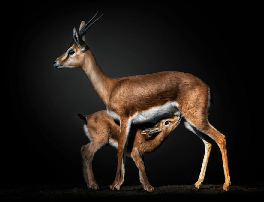 Photographer Takes Stunning Portraits Of Wild Animals