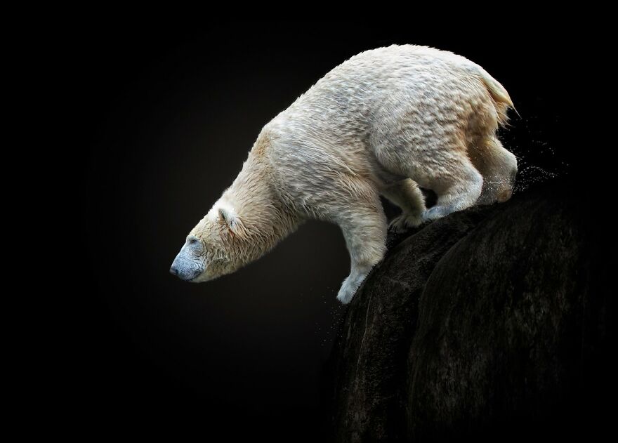 Photographer Takes Stunning Portraits Of Wild Animals